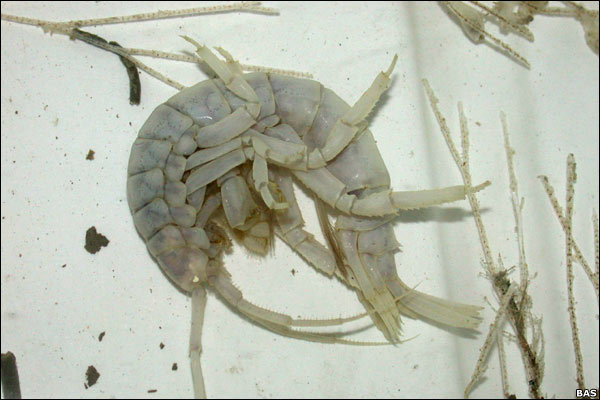 海に住む奇妙な生き物の画像-037_1