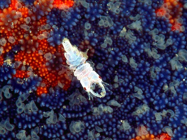海に住む奇妙な生き物の画像-030_2