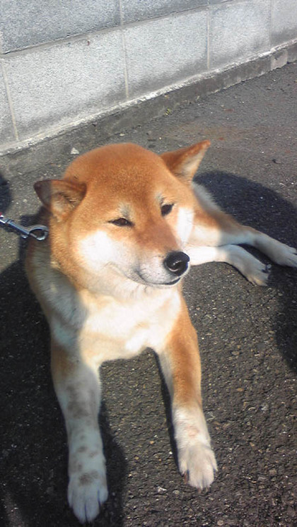 柴犬、秋田犬画像スレ-071