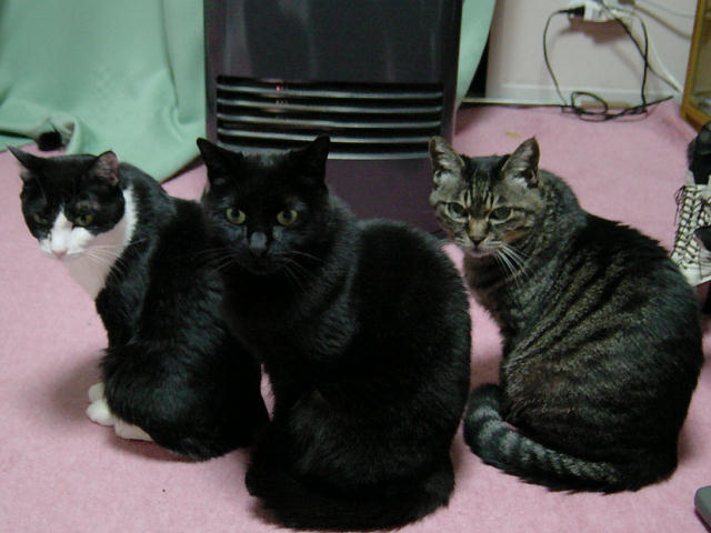 猫飼いたくなるね-034_02