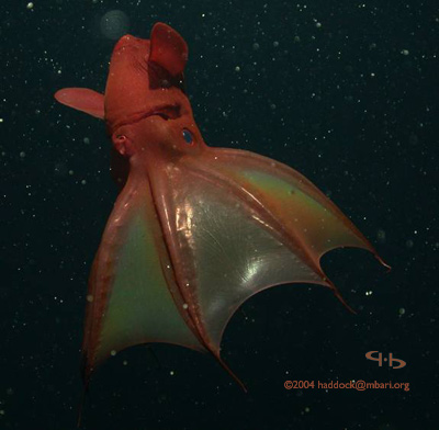 海に住む奇妙な生き物の画像-003_3