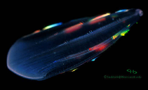海に住む奇妙な生き物の画像-038_1