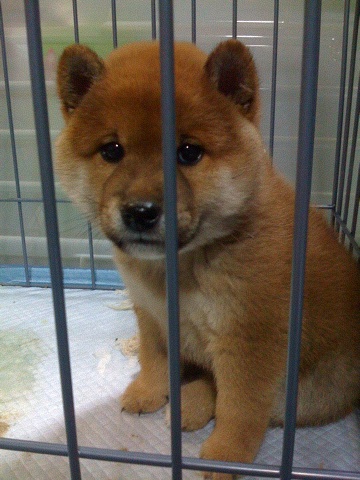 柴犬、秋田犬画像スレ-181_3