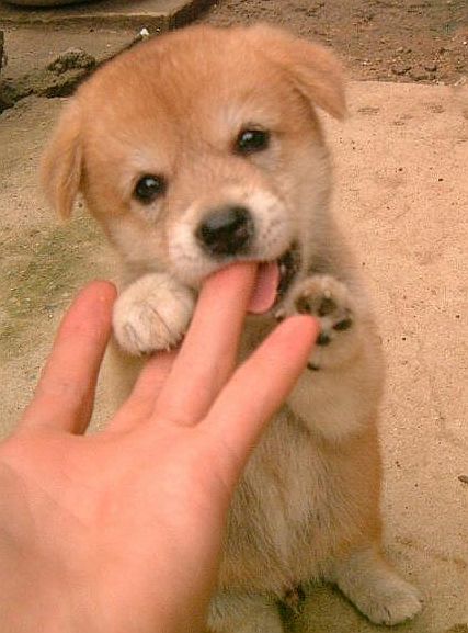 犬貼るお-001