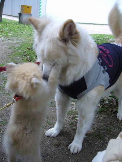 動物の笑える萌え画像-017