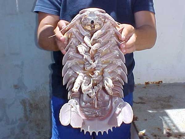 お前らが怖いと思った生物-012