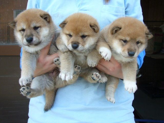 犬貼るお-242