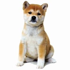 柴犬、秋田犬画像スレ-037