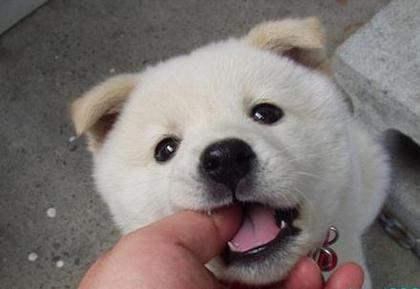 柴犬、秋田犬画像スレ-093_5