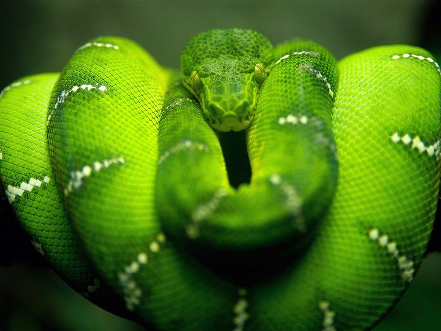 お前らが怖いと思った生物-480_2