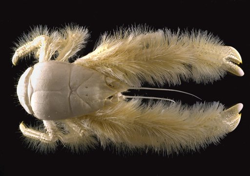 海に住む奇妙な生き物の画像-054_4