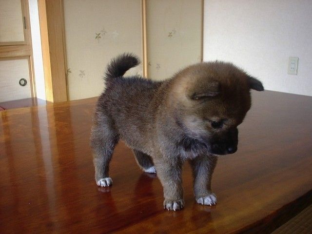 犬貼るお-029