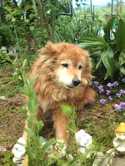 柴犬、秋田犬画像スレ-038