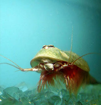 海に住む奇妙な生き物の画像-054_1