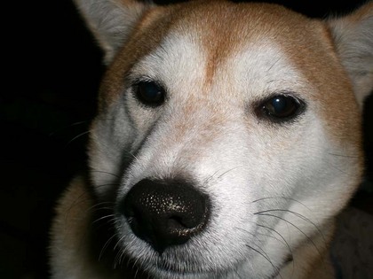 柴犬、秋田犬画像スレ-088