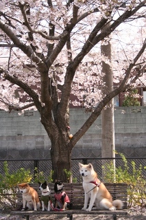 柴犬、秋田犬画像スレ-111_6