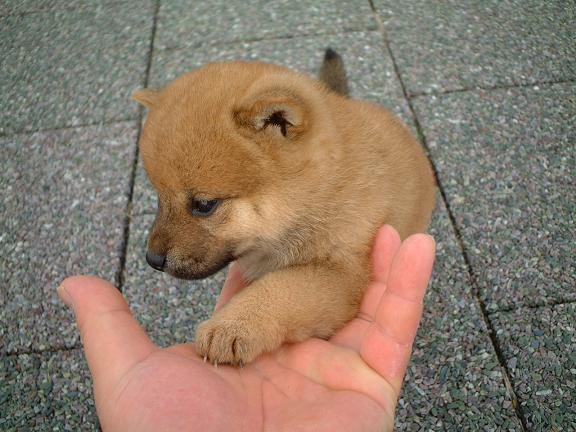 犬貼るお-055