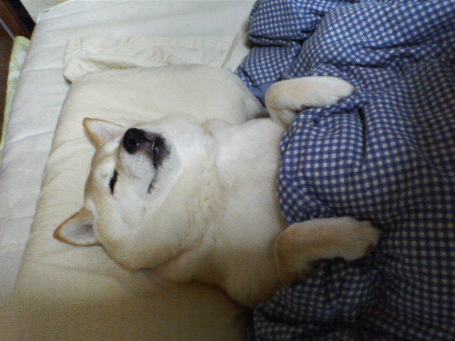 犬貼るお-146_03