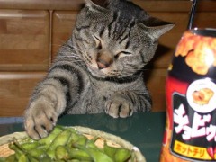 動物の笑える萌え画像-045