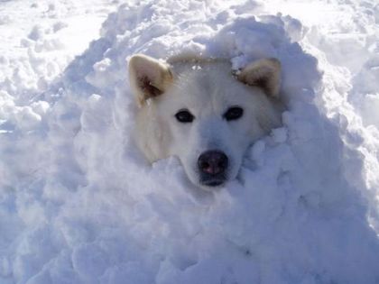 柴犬、秋田犬画像スレ-111_1