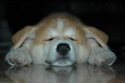 柴犬、秋田犬画像スレ-042