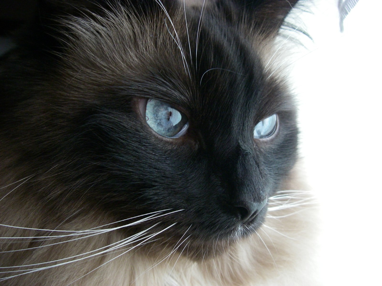 カッコいい猫の画像 ブログ太郎