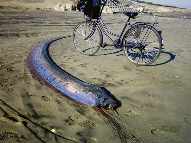 お前らが怖いと思った生物-603