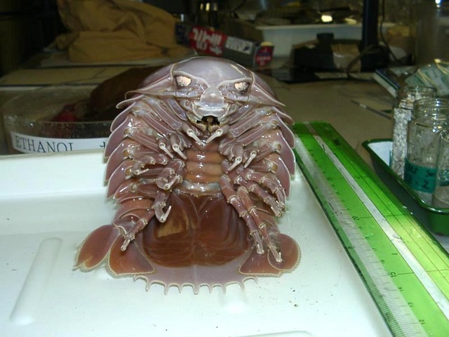 海に住む奇妙な生き物の画像-026