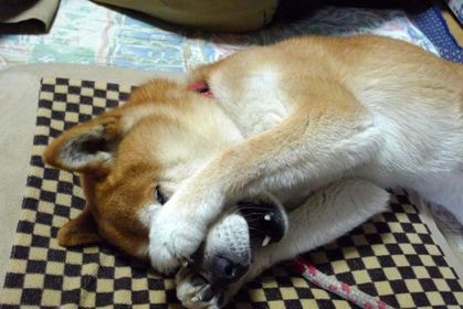 犬貼るお-121