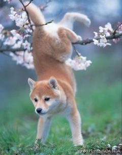 犬貼るお-103