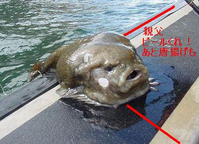 海に住む奇妙な生き物の画像-051