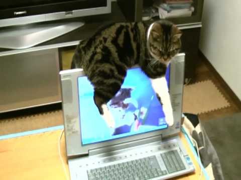 猫飼いたくなるね-051