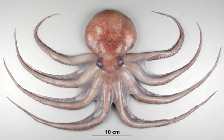 海に住む奇妙な生き物の画像-003_2