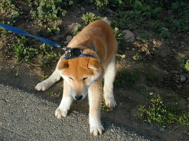 犬貼るお-133