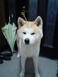 柴犬、秋田犬画像スレ-104