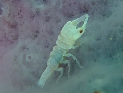 海に住む奇妙な生き物の画像-030_1