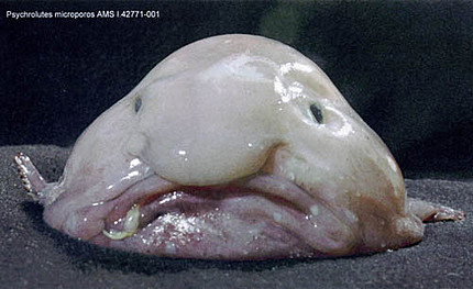 海に住む奇妙な生き物の画像-031_3