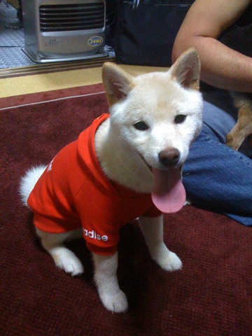 柴犬、秋田犬画像スレ-181_2