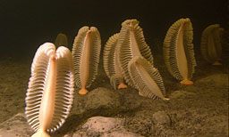 海に住む奇妙な生き物の画像-050_1