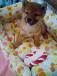 柴犬、秋田犬画像スレ-066