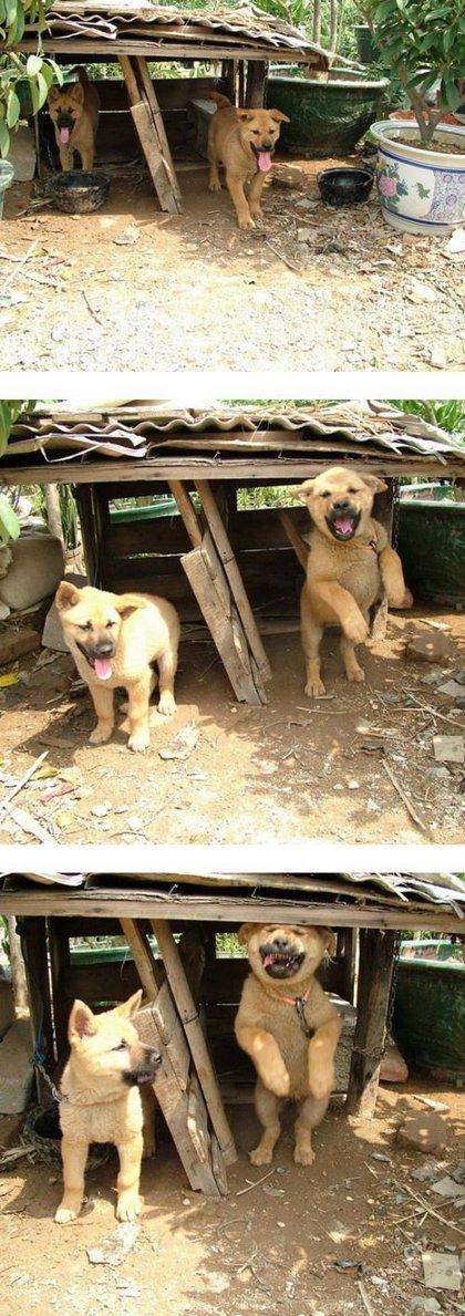 動物の笑える萌え画像-031_2