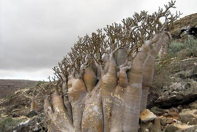 お前らが怖いと思った生物-152_3