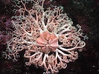 お前らが怖いと思った生物-834