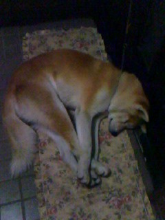 柴犬、秋田犬画像スレ-145