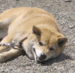 柴犬、秋田犬画像スレ-166