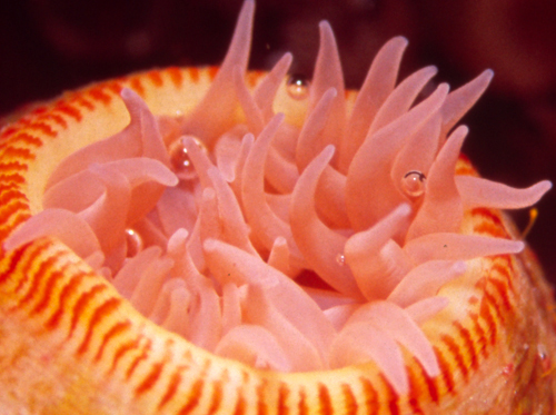 海に住む奇妙な生き物の画像-048_3