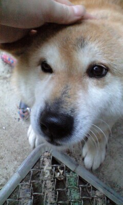柴犬、秋田犬画像スレ-029