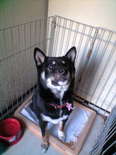 柴犬、秋田犬画像スレ-185