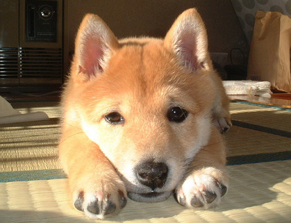 柴犬、秋田犬画像スレ-007
