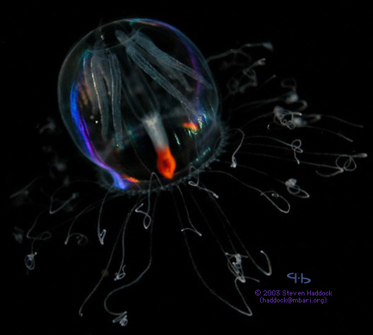 海に住む奇妙な生き物の画像-038_2